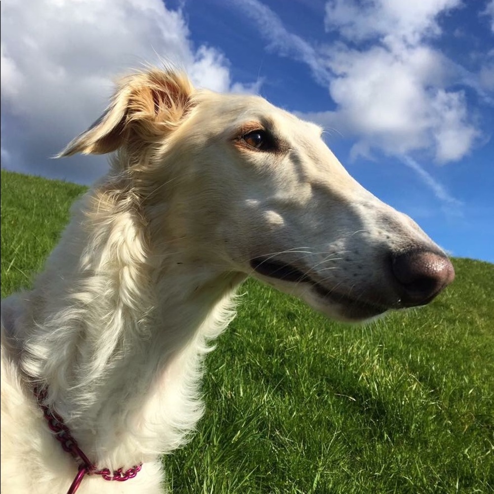 Meet your Posher, Shivani